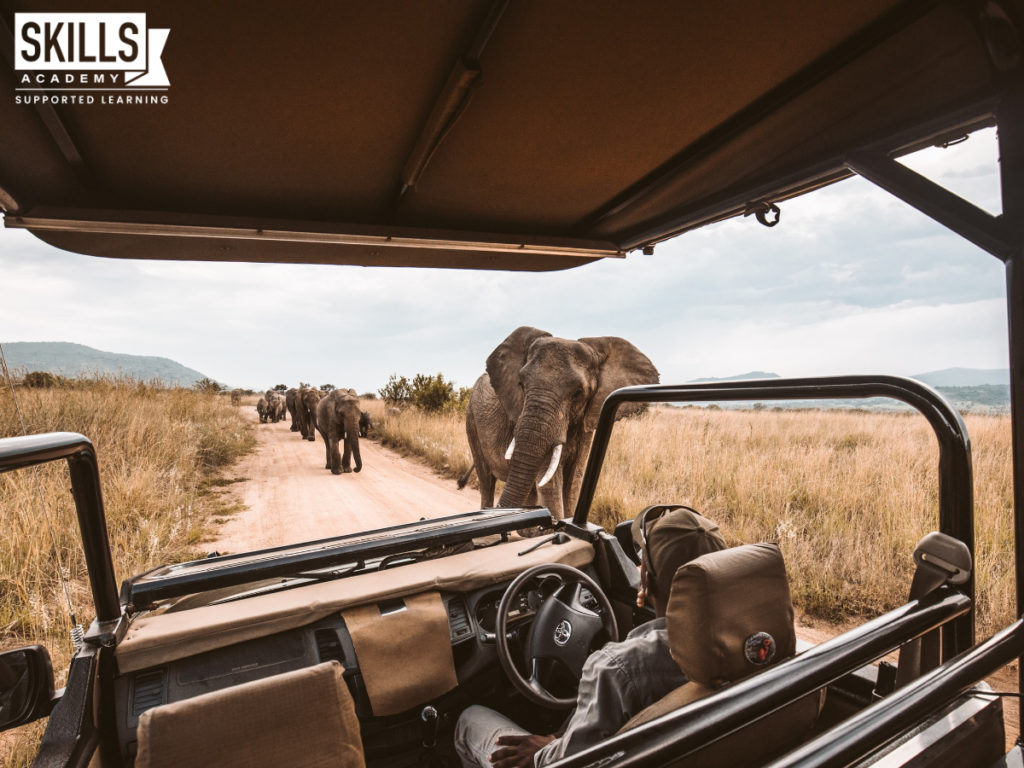 Tour guide driving past elephants on a safari. Learn the skills you need to start a career in travel and tourism with our Tourism and Guest House Management Courses.