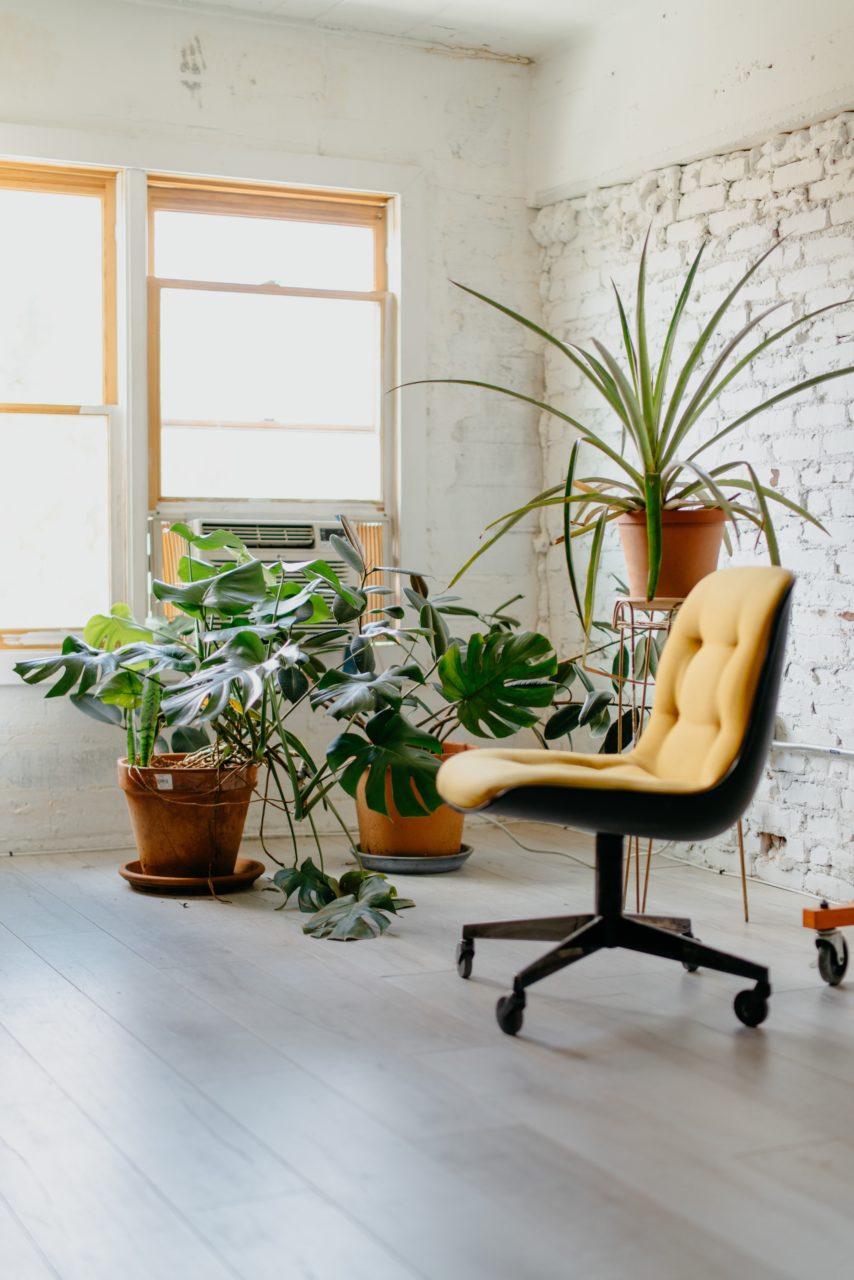 An office room with a brown office chair and three big pot plants
