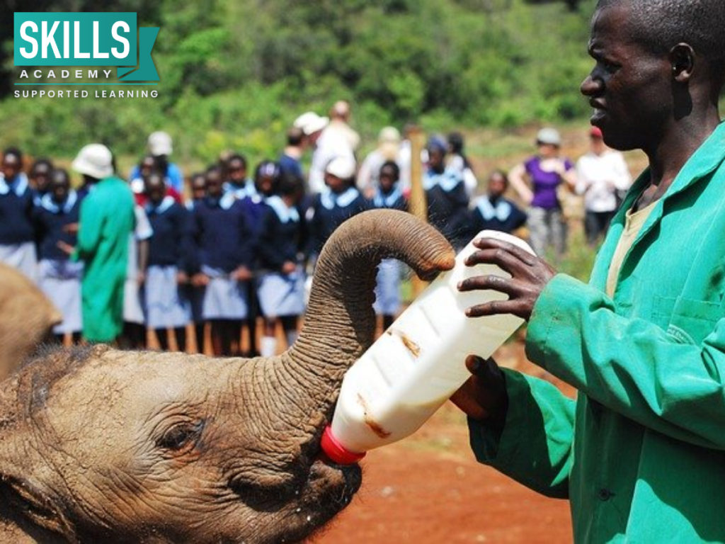 A wildlife volunteer feeding a baby elephant. Get involved with conservation and find out How Volunteering During the Holidays can Help Your Career.